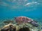 Sea turtle in shallow sea water by the coral reef. Oceanic animal with shell and fins