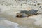 Sea turtle at the shore, approaching the sea, Zamami, Okinawa, Japan