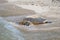 Sea turtle at the shore, dipping into the water, Zamami, Okinawa, Japan