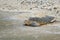 Sea turtle at the shore, dipping into the water, Zamami, Okinawa, Japan