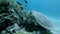 Sea Turtle sits on a coral reef and eats soft coral. Hawksbill Sea Turtle or Bissa, Eretmochelys imbricata