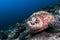 Sea Turtle sitting on the reef in Sipadan, Malaysia