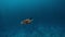 Sea turtle slowly swiming in blue water through sunlight. Snorkeling on wildlife. Underwater serene swiming beautiful