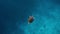 Sea turtle slowly swiming in blue water through sunlight. Snorkeling on wildlife. Underwater serene swiming beautiful