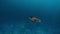 Sea turtle slowly swimming in blue water through sunlight. Snorkeling on wildlife. Underwater serene swimming beautiful