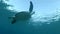 Sea turtle slowly swims up to the surface of water. Slow motion, Low-angle shot, Underwater shot.