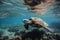 sea turtle swimming amongst scuba divers and snorkelers