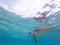 Sea turtle swimming freely in the blue ocean.