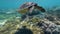 Sea turtle is swimming in ocean in blue water, back view.