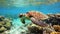 Sea turtle swimming in the ocean among colorful coral reef. Underwater world. Hawaiian Green sea turtle swimming in coral reef.