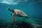 sea turtle swimming in the open sea, with its powerful flippers and sleek body visible