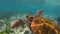 Sea turtle swimming in rock reef of galapagos