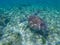 Sea turtle swimming in tropic lagoon. Green turtle in sea water.