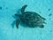 a sea turtle swimming underwater