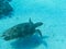 a sea turtle swimming underwater