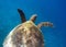 Sea turtle swimming underwater