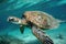 sea turtle swimming underwater, showing its graceful movements and unique anatomy