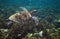 Sea turtle swims above seaweed. Tropical island seashore nature
