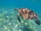 Sea turtle swims in blue sea. Sea turtle in tropical seashore, underwater photo of marine wildlife.