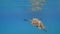 Sea turtle swims in blue sea water aquatic animal underwater photo