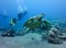 Sea Turtle Swims in Front of Group of Divers