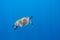 Sea turtle swims in sunlight undersea photo. Sea turtle underwater. Oceanic animal in wild nature