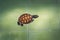 The sea turtle swims in the treatment pool for conservation at Sea Turtle