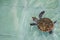 The sea turtle swims in the treatment pool for conservation at Sea Turtle