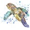 Sea turtle T-shirt graphics. sea turtle illustration with splash watercolor textured background. unusual illustration watercolor