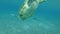 Sea turtle takes a breath on surface of water and dives to the seabed with two Remorafish. Green Sea Turtle, Chelonia mydas.