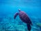 Sea turtle or tortoise underwater image of active holiday with text place