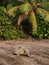 Sea turtle in Tortuguero National Park, Costa Rica