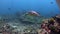 Sea turtle traverses coral reef, with fish in underwater ocean of Bali.