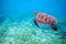 Sea turtle in tropical lagoon. Tropical island seashore nature.