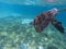 Sea turtle in tropical seashore, underwater photo of marine wildlife. Sea tortoise diving. Marine turtle undersea