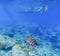 Sea turtle under boat. Tortoise swims underwater in blue tropical sea.