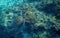 Sea turtle in water. Marine tortoise in wild nature. Green turtle in coral reef underwater photo.
