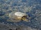 Sea turtle in the water on the volcanic rocky beach