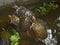 Sea turtles crawling in the water enclosure, crawl around each other.