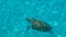 Sea turtles in Curacao island with clear water from above. Curacao