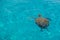 Sea turtles in Curacao island with clear water from above. Curacao