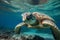 Sea turtles swimming in bright clear turquese underwater. Generative Ai