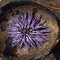 Sea Urchin