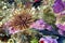 Sea Urchin, Cabo Cope-Puntas del Calnegre Natural Park, Spain