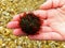 Sea urchin on child\'s hand