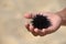 Sea urchin in children hand