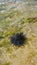 Sea urchin in clear shallow sea, Sri Lanka