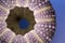 Sea-urchin close-up