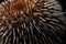 Sea urchin closeup photo. Generate AI