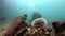 Sea urchin and diver on seabed of natural sea aquarium in Galapagos.